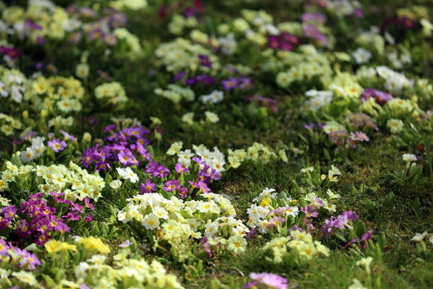 Colorful primroses on a meadow