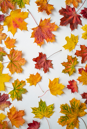 Autumn maple tree leaves arrangement full frame on white background with many colorful fall leaves