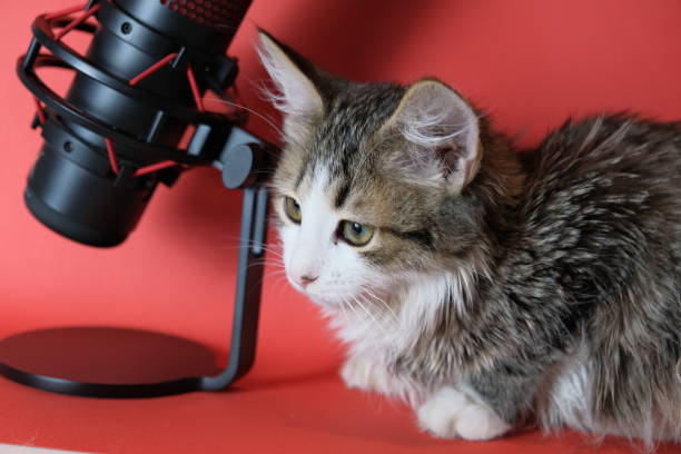 istock A microphone for podcasts and sound recording.  Studio condenser microphone 1413052046