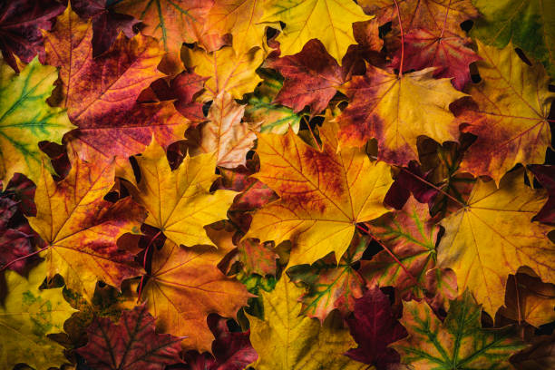 hojas de arce de otoño de marco completo colorido arreglo de otoño - caer fotografías e imágenes de stock