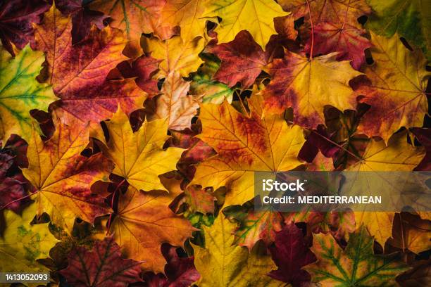 Autumn Maple Tree Leaves Full Frame Colorful Fall Arrangement Stock Photo - Download Image Now