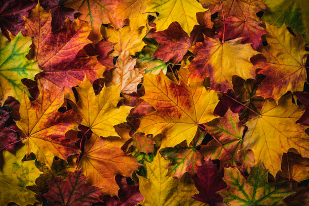 autumn maple tree leaves full frame colorful fall arrangement - drop imagens e fotografias de stock