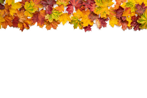 istock Autumn maple tree leaves fall arrangement leaving a white copy space 1413052614