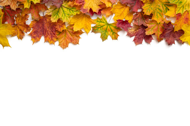 istock Autumn maple tree leaves fall arrangement leaving a white copy space 1413052626