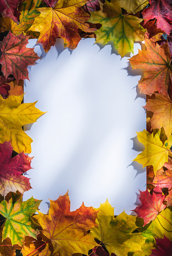 Autumn maple tree leaves border frame with white blank copy space on center with many colorful leaves