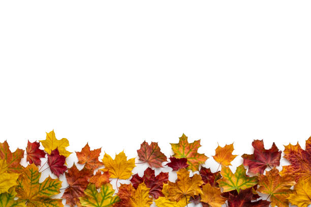 istock Autumn maple tree leaves fall arrangement leaving a white copy space 1413052680