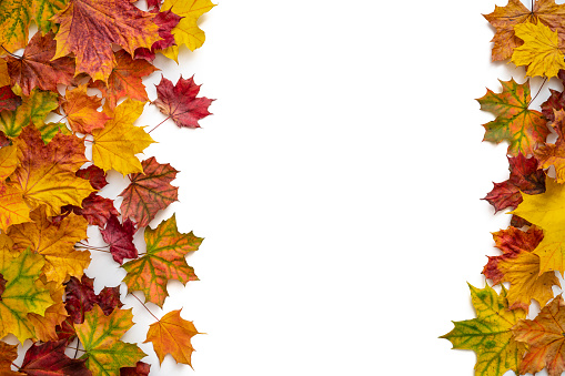 Autumn maple tree leaves fall arrangement leaving a white copy space and many colorful leaves