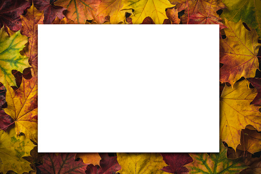Autumn maple tree leaves border frame with white blank copy space on center with many colorful leaves