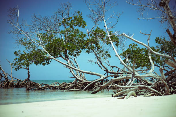 Cayo Jutias, Cuba, July 29, 2016, dream beach with white sand and driftwood, turquoise water and beautiful blue sky