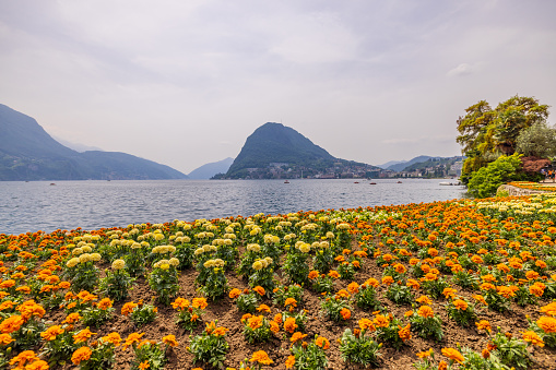 View of beautiful flowering plants blooming in public park against mountains and famous lake