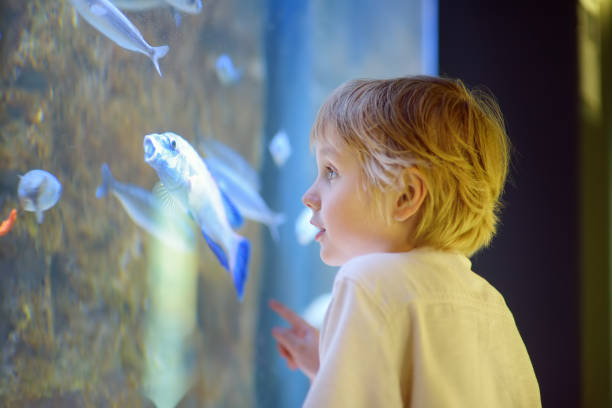 Little boy watches fishes in aquarium. Child exploring nature. Elementary student is on excursion in seaquarium. stock photo