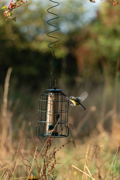 istock Blue tit on bird feeder vi landing, wild bg. 1413054922