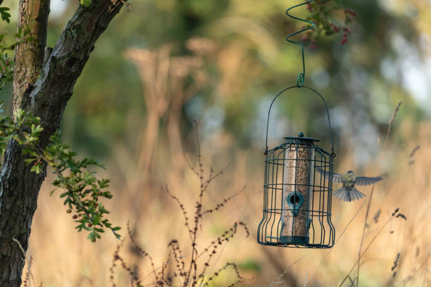 istock Blue tit on bird feeder iv landing, wild bg. 1413054996