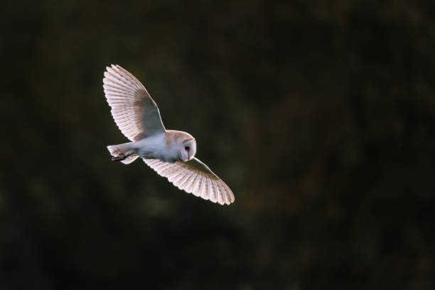istock 'Glide' Barn owl hunting iii backlit glide dark bg. 1413055568
