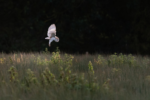 Barn owl hunting xi hover side view. October 2018