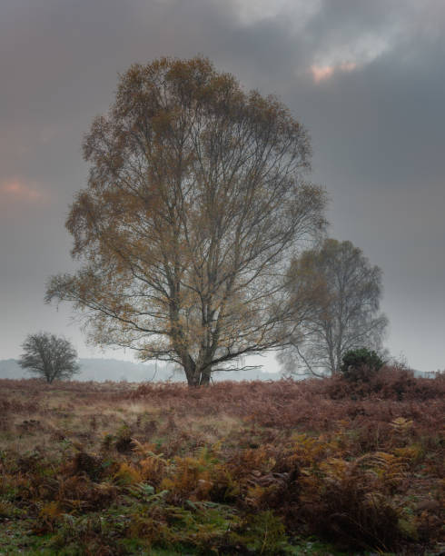 istock Silver Birch trees on heath ii large tree moody sky. 1413055753