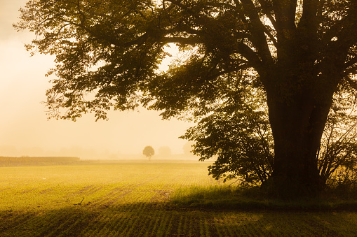 Majestic tree growing in agricultural landscape during foggy weather