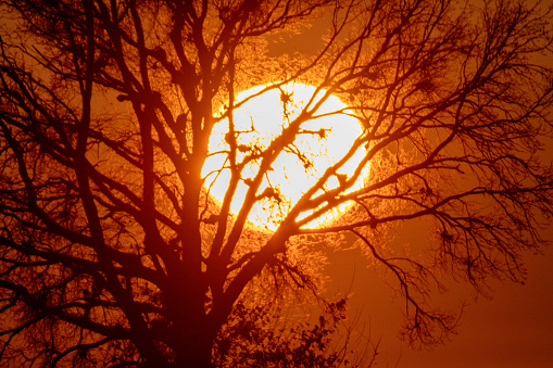 Idyllic view of setting sun in orange sky seen through silhouette tree at forest