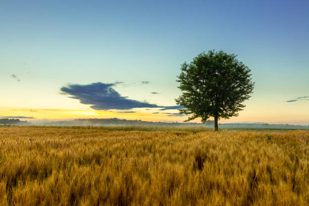 istock Tree growing in agricultural landscape against sky during sunset 1413056336