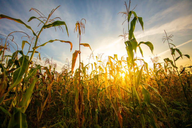 istock Low angle view of crops growing in farm against sky during sunny day 1413056442