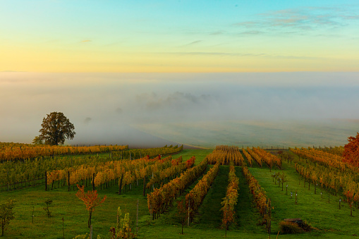 Beautiful view of vineyard on green land against cloudscape during sunset