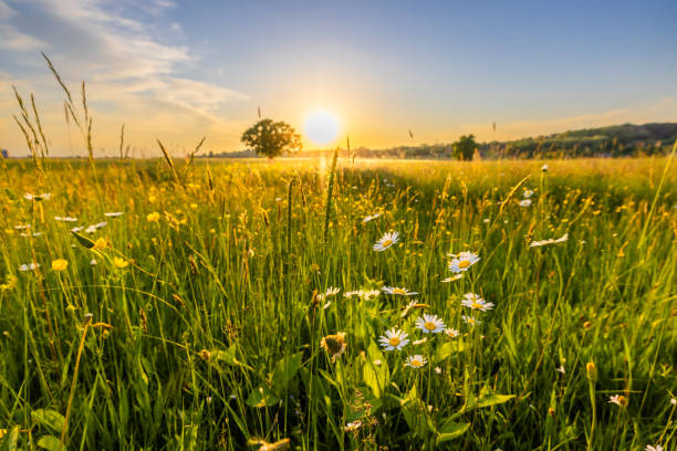 istock Daisies blooming in grassy field against sky during sunset 1413056596