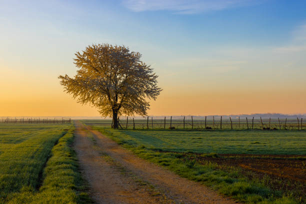 Empty dirt road by tree amidst agricultural field against sky during sunset