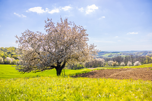 Beautiful view of blossom tree with ladder in agricultural field against sky during sunny day