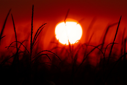 Idyllic view of sun setting over grass growing on landscape against orange sky