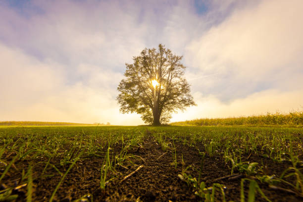 Sun shining through tree amidst cultivated agricultural landscape against sky