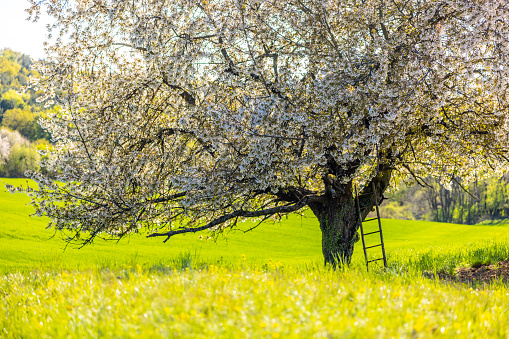 Idyllic landscape in the Alps, tree, grass and mountains, Switzerland