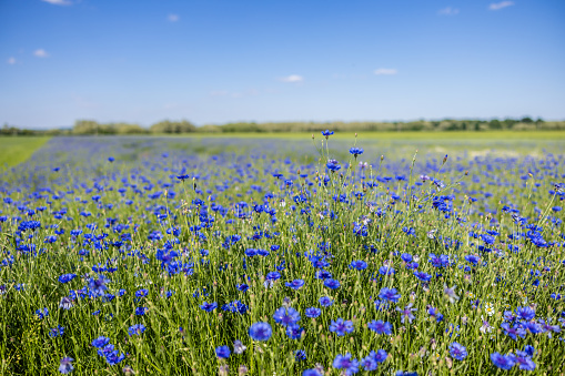 Scenic view of cornflowers blooming in agricultural landscape against blue sky