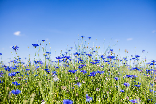 Beautiful cornflowers blooming in agricultural landscape against clear blue sky
