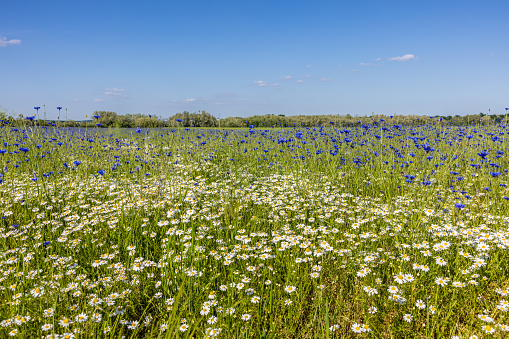 White daisies and cornflowers growing in rural landscape against blue sky during sunny day