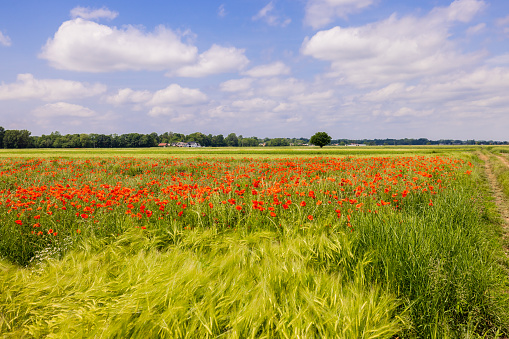 Beautiful view of red poppies blooming in green landscape against sky