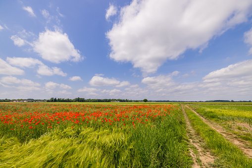 View of dirt road by poppy plants amidst rural landscape against sky during sunny day