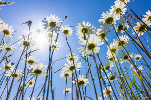 closeup of daisies  (Bellis perennis)