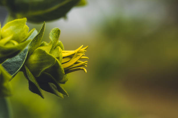 flower on green Wallpaper