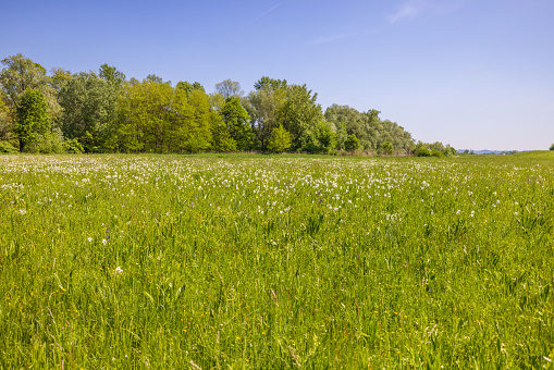 Idyllic view of flowering plants growing by forest against blue sky during sunny day