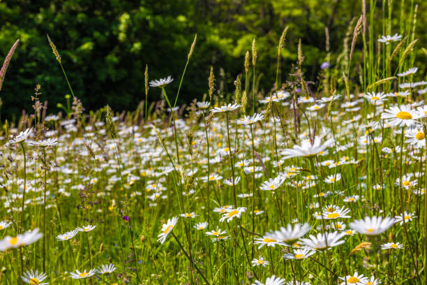 istock White daisies blooming in grassy field against sky during sunny day 1413058071