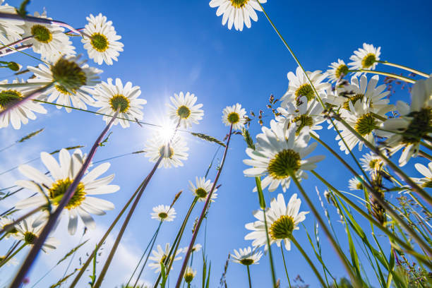 nature and landscape concept with gerbera flower and cloudy sky background