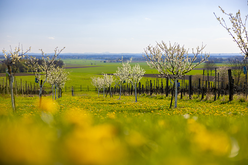 Scenic view of cherry trees growing amidst wildflowers in vineyard on hill against blue sky during springtime