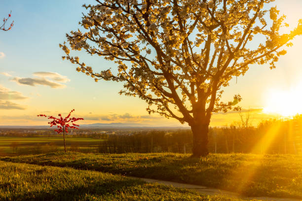 View of cherry blossom tree growing in vineyard on hill during sunset