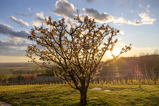 Beautiful cherry blossom tree growing in grassy vineyard on hill against sky during sunset
