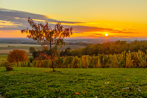 Scenic view of vineyard in grassy hill area against orange sky during sunset
