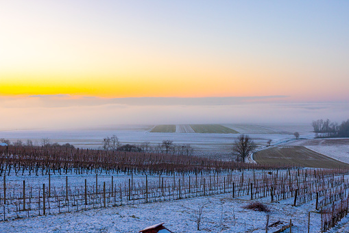 Vineyards rows covered by snow in winter at sunset and barrels of wine. Chianti region countryside, Siena, Tuscany, Italy