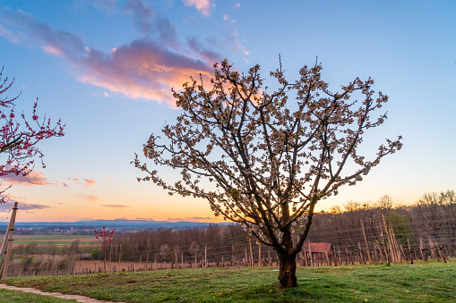 Majestic cherry blossom tree growing in vineyard on grassy hill area against sky during sunset