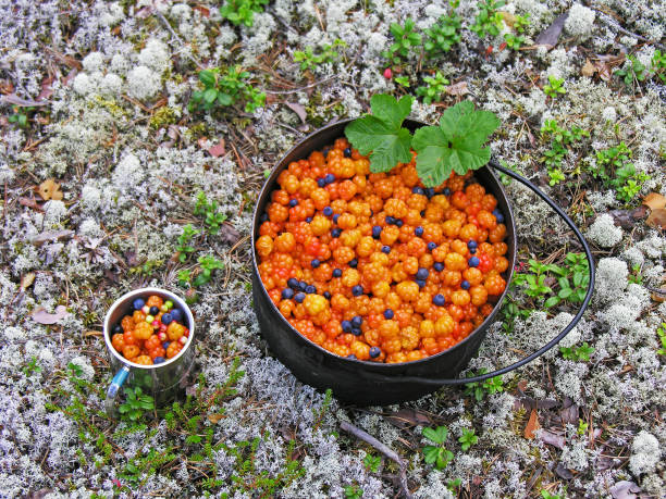 Camping pot full of ripe cloudberries. Somewhere on the banks of the Ileksa River, Arkhangelsk Region, August.