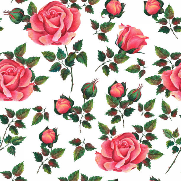 istock red and yellow roses .Watercolor. clip art 1413060409