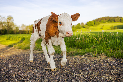 Portrait of little calf walking on gravel by grass field